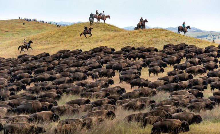 custer state park buffalo
